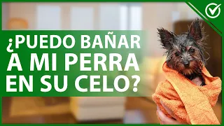 🐩 ¿Existe algún riesgo en BAÑAR a una PERRA en CELO? - Cuidados caninos 🛁🐩