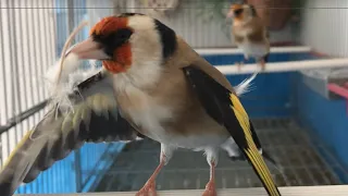 Goldfinch Major breeding season 2022