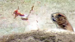 Prairie Dog Hunting Armageddon! Tannerite Explosion and Slow Mo!