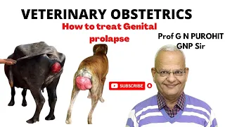 Genital prolapse in domestic and pet animals I Veterinary Obstetrics I VGO I Unit 2 I GNP Sir