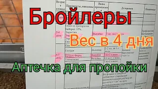 Бройлеры. Вес бройлера в 4 дня.  Пропойка цыплят ( аптечка для бройлера )