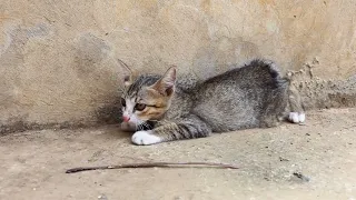 Poor Homeless Hungry kitten sleeps helplessly [ Day 08 ]