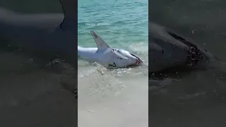 Beachgoers pull stranded shark back into ocean #shorts