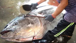 410KG Giant Bluefin Tuna Cutting Master / $100,000 Luxurious sashimi -巨大黑鮪魚切割金三角奢華生魚片