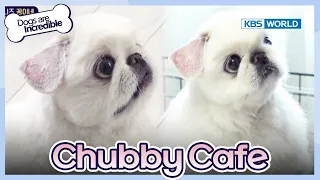 Let's meet the chubby canines🐶🐾 [Dogs are incredible : EP.184-1] | KBS WORLD TV 230829