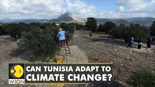 Olive farms run dry in Tunisia, climate change threatens water supplies | WION