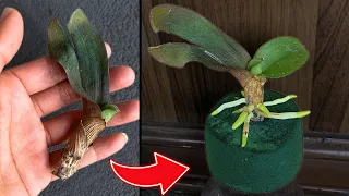 Orchid does not take root, just soak in this water for 20 minutes to magically root