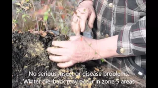 Potting Glossy Abelia and about   Growing these plants at HH Farm