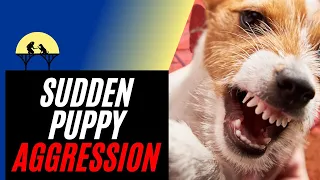 Sudden Puppy Aggression & How to Stop It (tutorial)