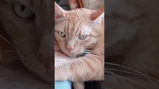 "Письмо кота на деревню бабушке"😾