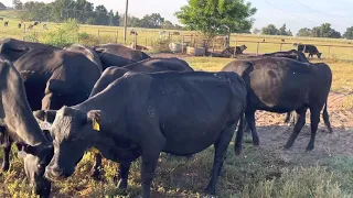 7 Hd heavy bred Angus/Brangus type