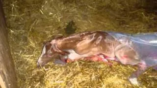 Birth Of A Foal