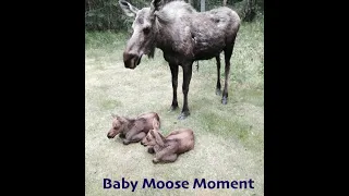 Mommy and Baby Moose