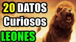 20 Datos Curiosos de los Leones - El Rey de la Selva