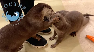 Otter Hates Being Kissed By His Father