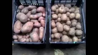 Картошка удобренная перепелиным навозом 2