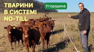 Інтеграція тварини в систему No-till