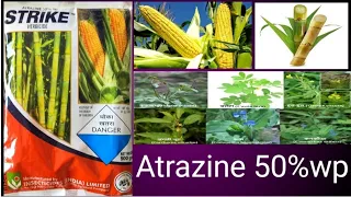 atrazine 50 wp herbicide |atrazine +24d