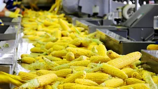 Inside a Corn Canning Factory