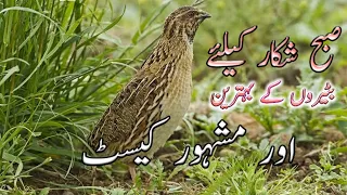 Batair ki awaz subah shikar k leye | صبح شکار کے لئے بٹیروں کی بہترین آوازیں