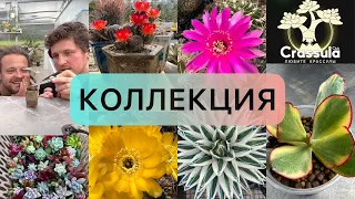 СУККУЛЕНТЫ - КОЛЛЕКЦИЯ РЕДКОСТЕЙ Мастера Георгия Аристова. Экскурсия по теплице.  02.06.2023