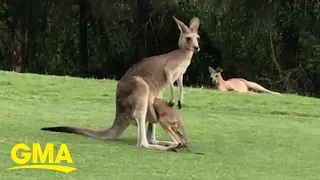 Kangaroo joey tries (and fails) to fit in mom’s pouch l GMA