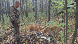 Охота на зайца с русскими гончими.