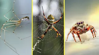 INOFENSIVAS ou PERIGOSAS  - 6 Tipos De ARANHAS Que Vivem Em SUA CASA