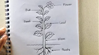 Draw a different parts of a plant Tree || Parts of Tree