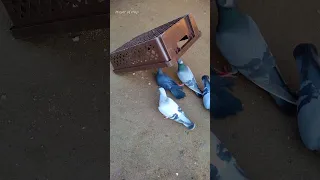 pigeon trap | bird trap in Flock | part 1 #shorts #youtubeshorts