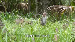 Florida's Wild  Monkeys: Silver River Troupe w/Adorable Babies (2013)