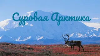 Суровая Арктика.