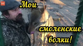 "Вожак". Смоленские волки Димы Сергеевича Самойлова. Судьба понять предназначение