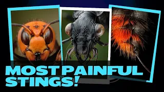 Top 7 Most Painful And Dangerous Stings You Should Know About