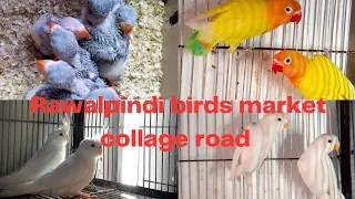 Rawalpindi #birdsmarket college road birds market price update