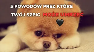 5 Powodów przez które Twój Szpic Miniaturowy może umrzeć - Irena i Szpic