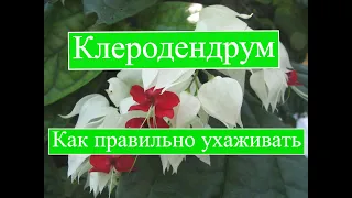 Клеродендрум уход в домашних условиях