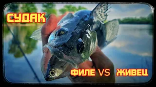 Ловим Судака на донку. Филейка VS Живец. Что победит???