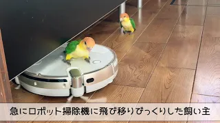 [シロハラインコBaby's］悪戯が加速しているけど甘える姿も可愛い