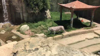 White tiger at Rancho Texas Park Lanzarote