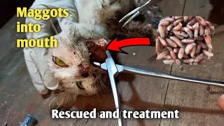 A little cat was suffering by maggots into his mouth | Treatment | Do no harm