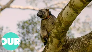 Unbelievable Video Of A Kangaroo That Lives In Trees | Extraordinary Animals | Our World