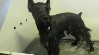 Schnauzer grooming ( Alpha n Omega groomobile)