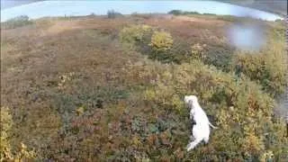 English setter hunting setter inglese Chasse la beccacine