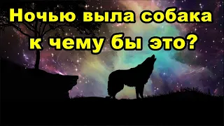 Ночью выла собака. К чему бы это?