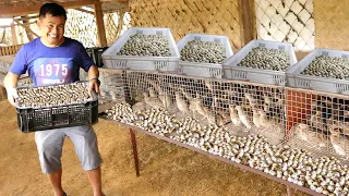 My 5,000 Heads of QUAIL LAYERS!! What you should know about raising quail & How does it Work?