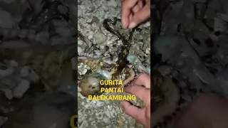 DAPAT GURITA SAAT AIR LAUT SURUT || PANTAI MALANG SELATAN