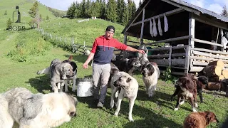 CÂINII sar noaptea în PĂDURE/Cum se face CAȘUL și JINTUITUL de pe URDĂ/La stâna lui Ștefan Ciunterei