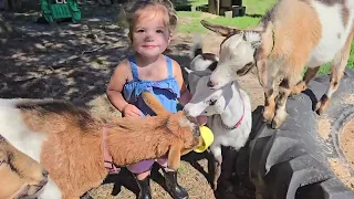 Rosie feeds the goats
