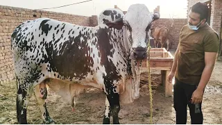 SS Tv Palai Center And Cattle Farm Multan | Qurbani 2021 | | Multan Cattle Farm |